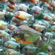 Image for article titled Peruvian chef with 40 frozen piranhas detained for 5 hours at LAX